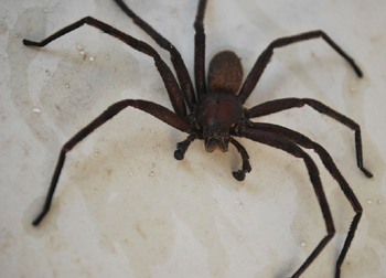 Common Rain Spider (Palystes superciliosus)