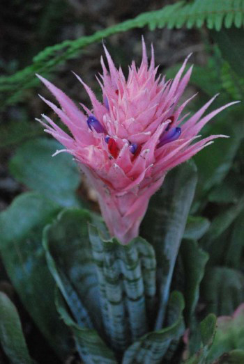 Aechmea fasciata
