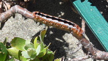 Colour photograph of Cape Lappet moth with hairy brown, white, and black strips