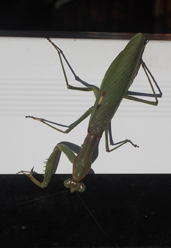 Common green mantis, African mantis, praying mantis