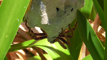Rain Spider with egg sac in the Clivias