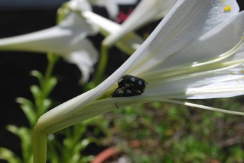 Two white spotted chafer beetle's having sex inside a white St Joseph's Lily flower head.