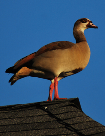 Egyptian goose (Alopochen aegyptiaca)