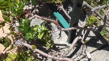 closer picture of Pincushion bush and a hairy caterpiller on a bush twig and a skink on the ground.