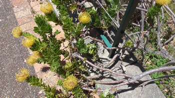 a bunch of yellow Pincushion Proteas