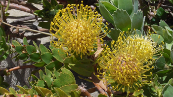 two bright yellow Pincushion Proteas are part of the Cape Fynbos floral kingdom