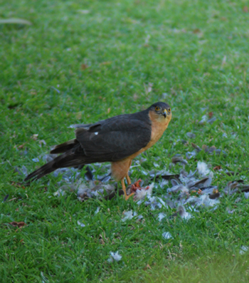Red Breasted Sparrowhawk