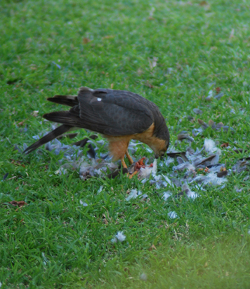 Red Breasted Sparrowhawk