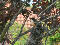 Southern Boubou