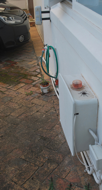 Common Rain Spider (Palystes superciliosus)