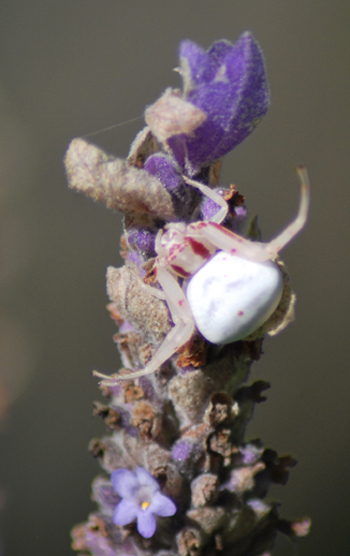 A Thomisus (flower crab spider)