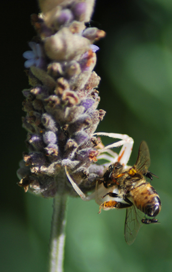 A Thomisus (flower crab spider)