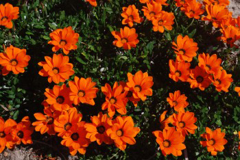 Orange African Daisies.