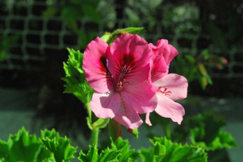 African Geranium (Perlargonium) is indigenous to South Africa.