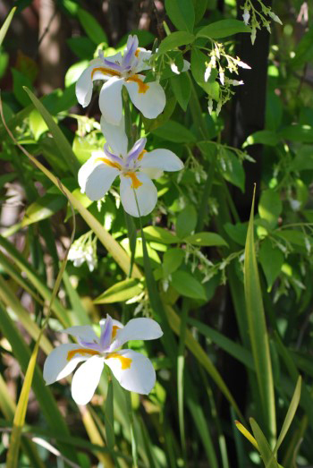 Dietes Grandiflora African Iris.