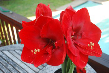 Amaryllis (Chadwick). Named after a friend called Chadwick