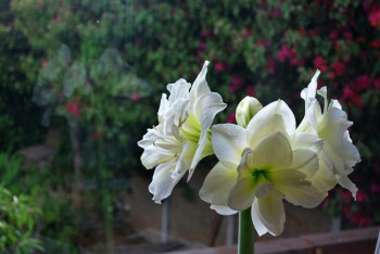 Amaryllis (named after a friend called Mavis).