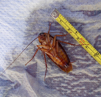 american cockroach (Periplaneta americana)