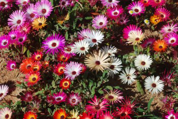 Multicoloured Bokbaai Vygies.