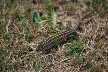 Trachylepis Capensis, Cape Skink or Cape Three Lined Skink