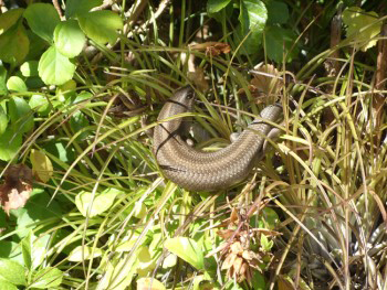 Trachylepis Capensis, Cape Skink or Cape Three Lined Skink