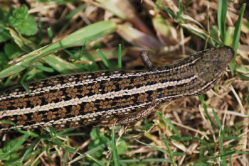 Trachylepis Capensis, Cape Skink or Cape Three Lined Skink