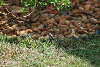 Trachylepis Capensis, Cape Skink or Cape Three Lined Skink