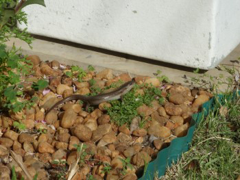 Trachylepis Capensis, Cape Skink or Cape Three Lined Skink