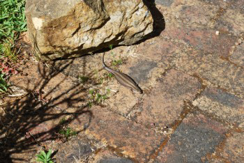 Trachylepis Capensis, Cape Skink or Cape Three Lined Skink