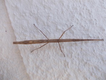 Carausius morosus. This stick-insect has six legs but is shown here with its front two legs held together.