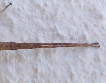 Close up of Carausius morosus