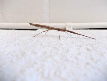 Carausius morosus. This stick-insect has six legs but is shown here with its front two legs held together.