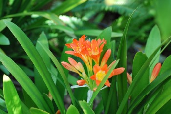 Orange flower Clivia.