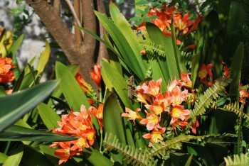 Clivia with Garden Locust ...so this is what nibbles the Clivia's!!!