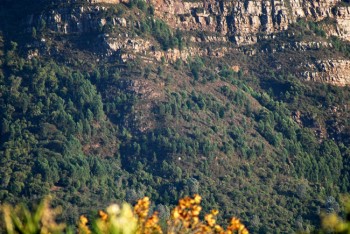 Closer view of the vegetation growing on the slopes of Devil's Peak which shows clumps of trees grown crooked by being constantly windswept.