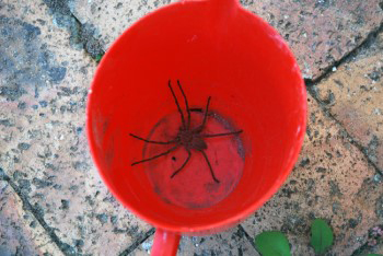 large brown spide caught in a red plastic jug, probably male but I didn't investigate!