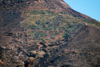 an island of living green surrounded by expanse of burnt brown land
