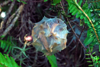 egg sac suspended in the air and held by silk threads attached to leaves and twigs of surrounding plants