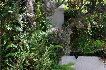 garden view with hard to spot egg sac hanging in the bushes