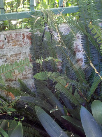Nephila fenestrata, the Black-legged Nephila spider or Golden Orb spider