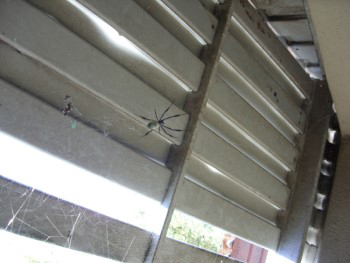 Nephila fenestrata, the Black-legged Nephila spider or Golden Orb spider. This is the female.