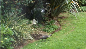 hadedah in back garden