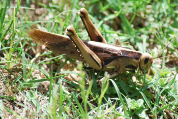 The Acanthcris ruficornis (a.k.a. African Grasshopper or Garden Locust) is about 50cm long