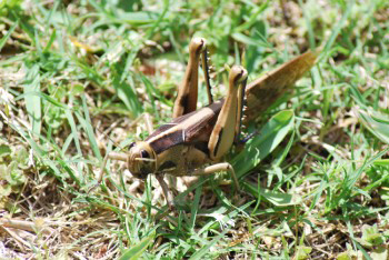 The Acanthcris ruficornis (a.k.a. African Grasshopper or Garden Locust) has white spikes with red tips on the back of its legs 