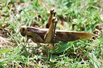 Acanthcris ruficornis (a.k.a. African Grasshopper or Garden Locust) is beige and dark brown in colouring.