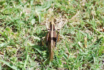 Acanthcris ruficornis (a.k.a. African Grasshopper or Garden Locust)