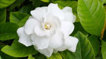 Gardenia flower.