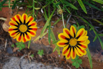 red yellow and black Gazanias.