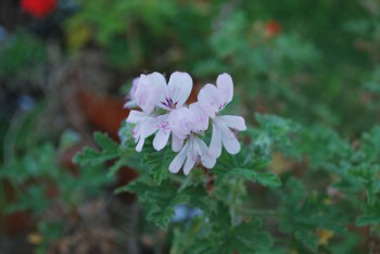 Pink flower lemon scented Geranium.