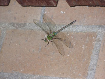 Adult Green Dragonfly